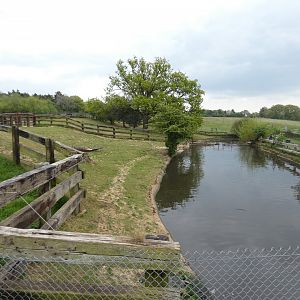 Common hippo bull paddock