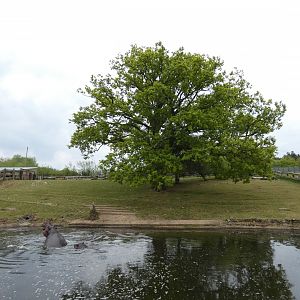 Common hippo cow paddock