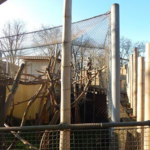 Land of the Lions (early morning) - Grey langur exhibit 190322