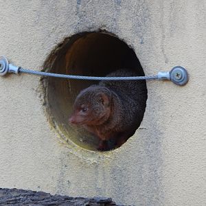 Land of the Lions (early morning) - Dwarf mongoose 190322