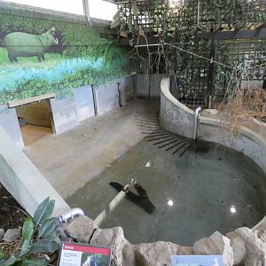 Pygmy hippo indoor enclosure