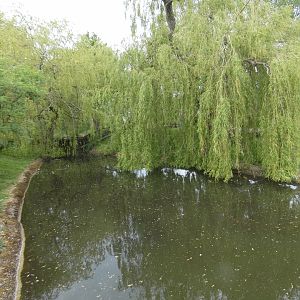 Pygmy hippo outdoor enclosure