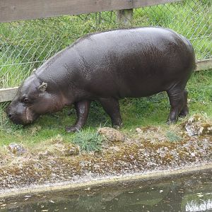 Pygmy hippo