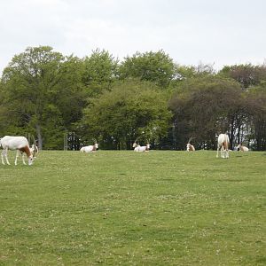 Scimitar-horned oryx herd