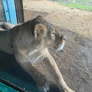Land of the Lions (early morning) - Asiatic lion 190322