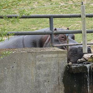 Common hippo bull 'Hoover'