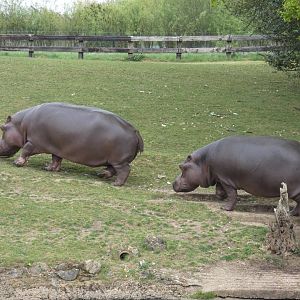 Common hippos 'Lola' and 'Hodor'