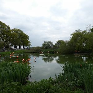 Caribbean flamingo enclosure