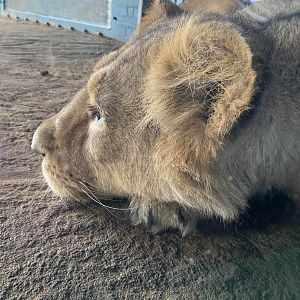 Land of the Lions (early morning) - Asiatic lion 190322