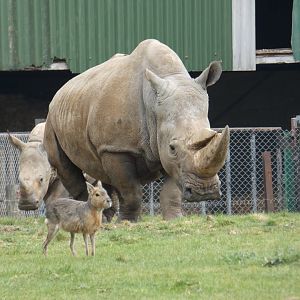 White rhino and Mara