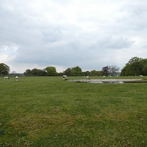 Scimitar-horned oryx enclosure