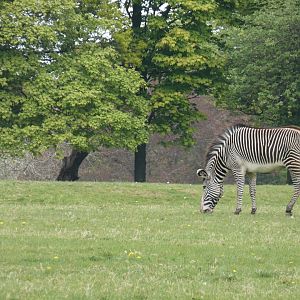 Grevy's zebra