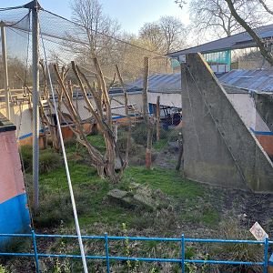 Land of the Lions (early morning) - Grey langur exhibit 190322