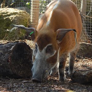 Red river hog (early morning) 190322