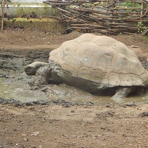 Galapagos giant tortoise (early morning) 190322