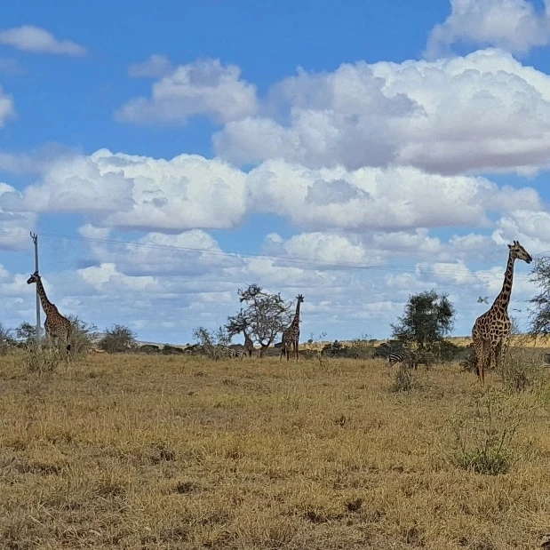 Masai Giraffes