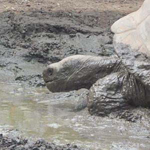 Galapagos giant tortoise (early morning) 190322