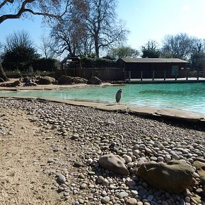 Penguin Beach (early morning) 190322