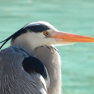 Wild Grey heron at Penguin Beach (early morning) 190322