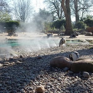 Penguin Beach (early morning) 190322