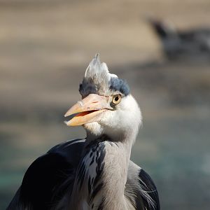 Wild Grey heron at Penguin Beach (early morning) 190322
