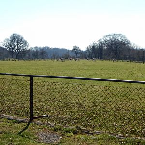 Scimitar-horned oryxes 190322