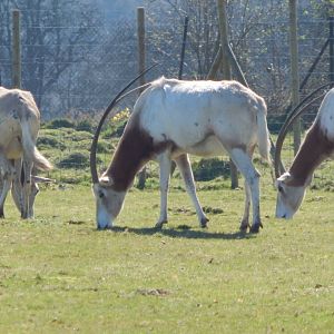 Scimitar-horned oryxes 190322