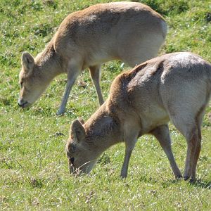 Passage through Asia - Chinese water deer 190322