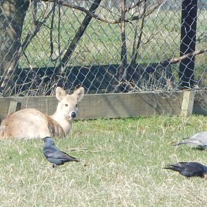 Passage through Asia - Chinese water deer 190322
