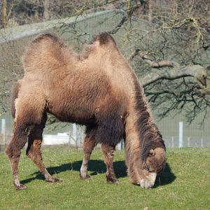 Passage through Asia - Bactrian camel 190322