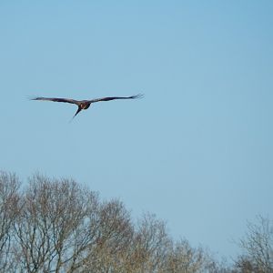 Passage through Asia - wild Red kite 190322