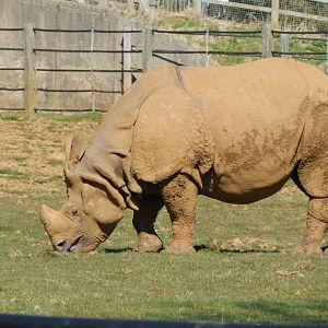 Indian rhinoceros 190322