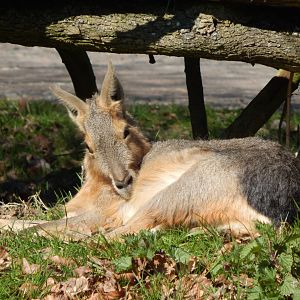 Patagonian mara 190322