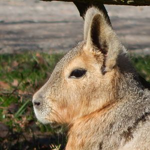 Patagonian mara 190322
