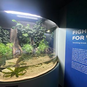 Greek killifish exhibit 190322
