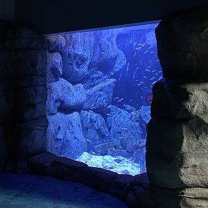 Aquarium exhibit 190322