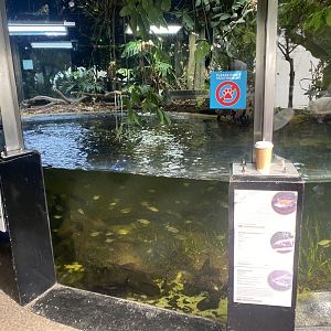 Dwarf crocodile exhibit 190322