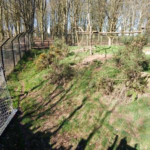 Eurasian lynx exhibit 190322