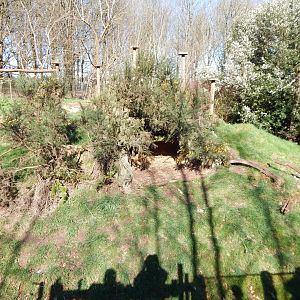 Eurasian lynx exhibit 190322
