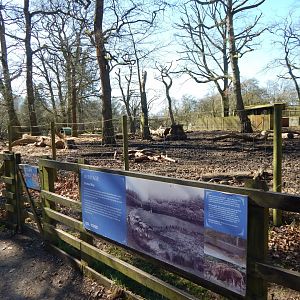 Wild boar exhibit 190322