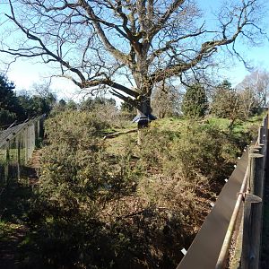 European wolverine exhibit 190322