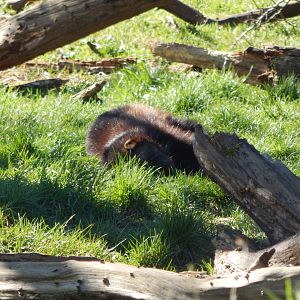 European wolverine 190322