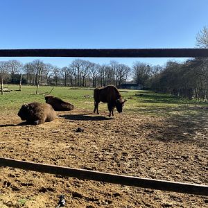 European bison exhibit 190322