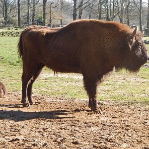 European bison 190322