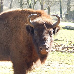 European bison 190322