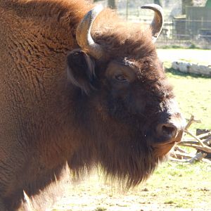 European bison 190322