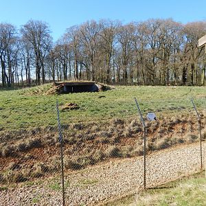 African hunting dog 190