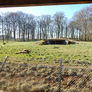 African hunting dog exhibit 190322