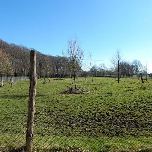 Bongo exhibit 190322