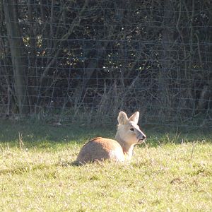Passage through Asia - Chinese water deer 190322